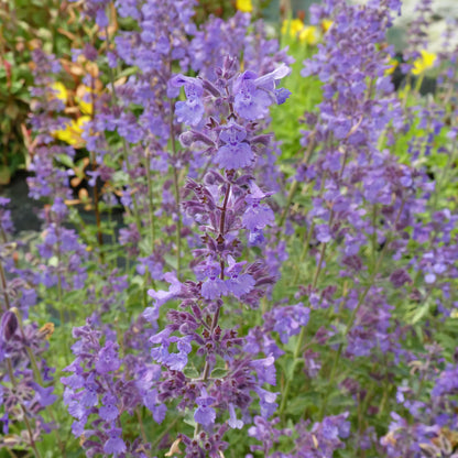 Nepeta racemosa 'Walker's Low'. lavender-blue catmint flowers blooming in a garden setting with green foliage in the background.