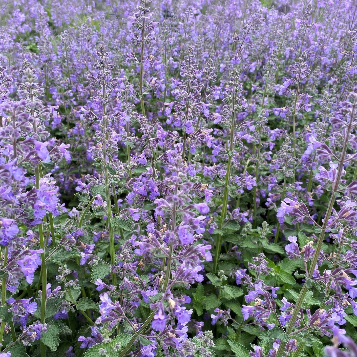 Nepeta racemosa 'Walker's Low'. A dense field of lavender-blue catmint flowers with green leaves in full bloom.