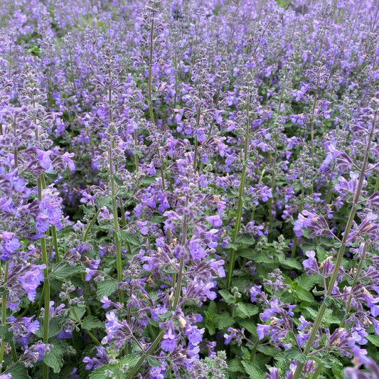 Nepeta racemosa 'Walker's Low'. A dense field of lavender-blue catmint flowers with green leaves in full bloom.