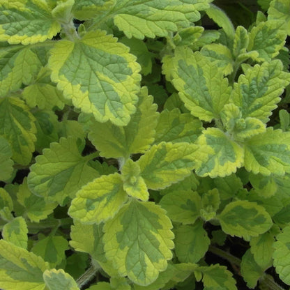 Nepeta 'Six Hills Gold'