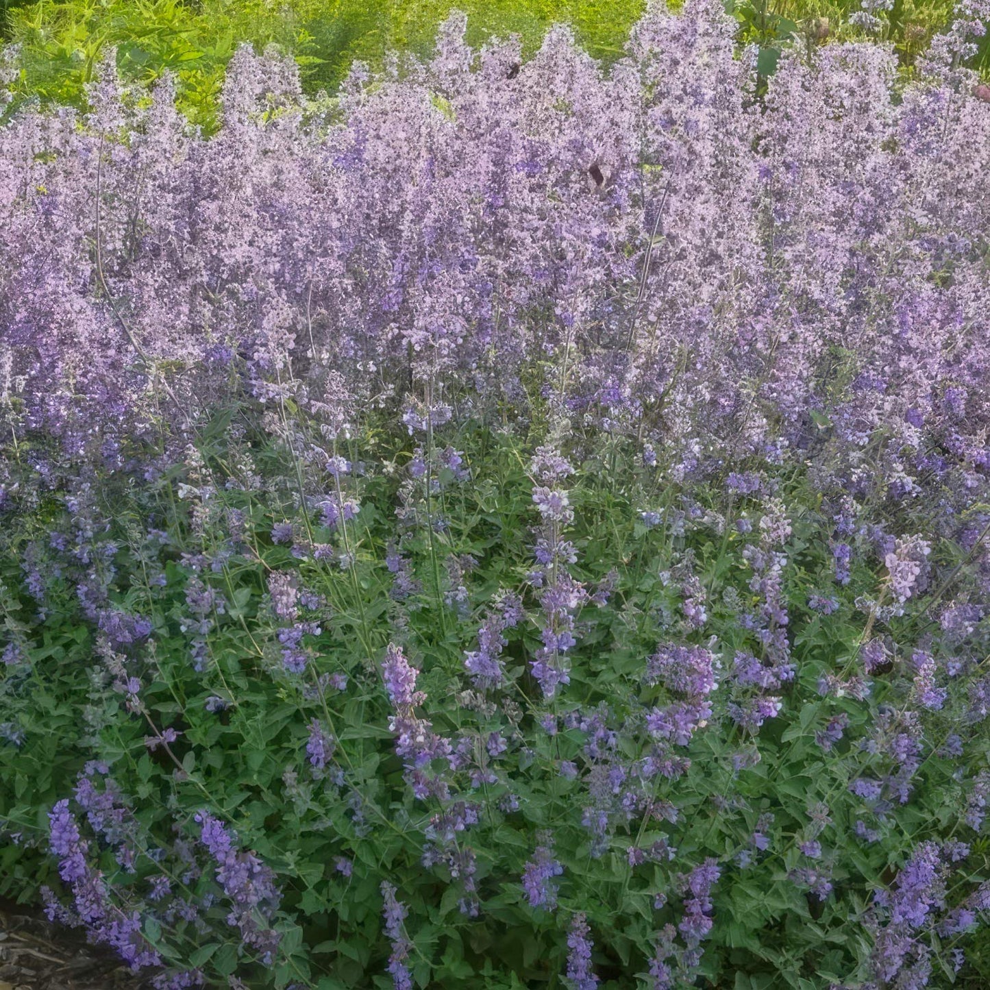 Nepeta 'Six Hills Gold'