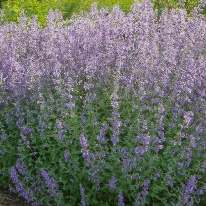 Nepeta 'Six Hills Gold'