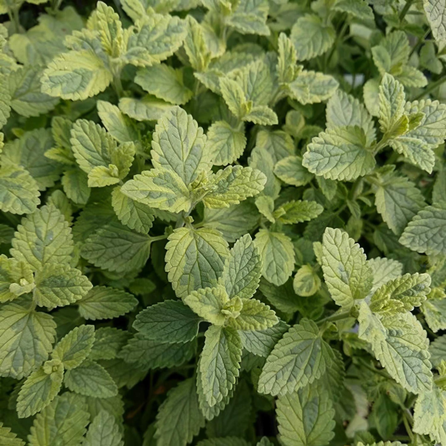 Nepeta 'Six Hills Gold'