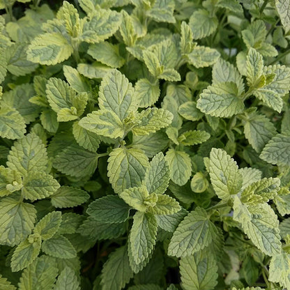 Nepeta 'Six Hills Gold'