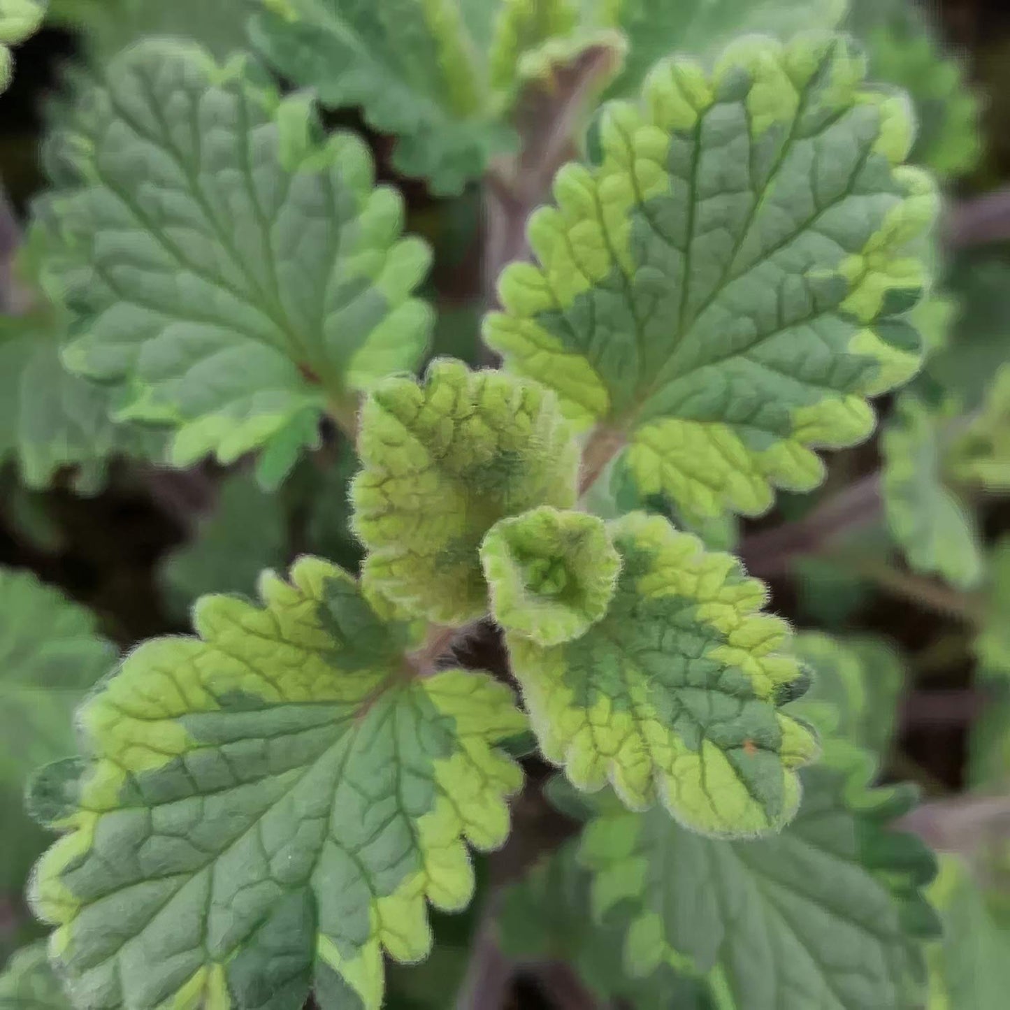 Nepeta 'Six Hills Gold'