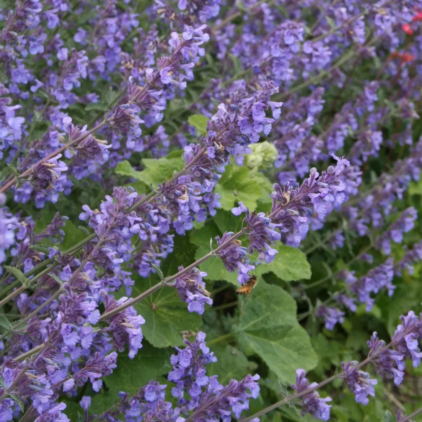 Nepeta 'Six Hills Gold'. Purple lavender flowers with yellow-green leaves growing in a garden, with a small bee visible among the stems.