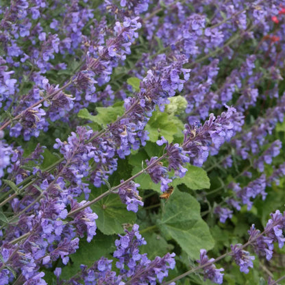 Nepeta 'Six Hills Gold'. Purple lavender flowers with yellow-green leaves growing in a garden, with a small bee visible among the stems.