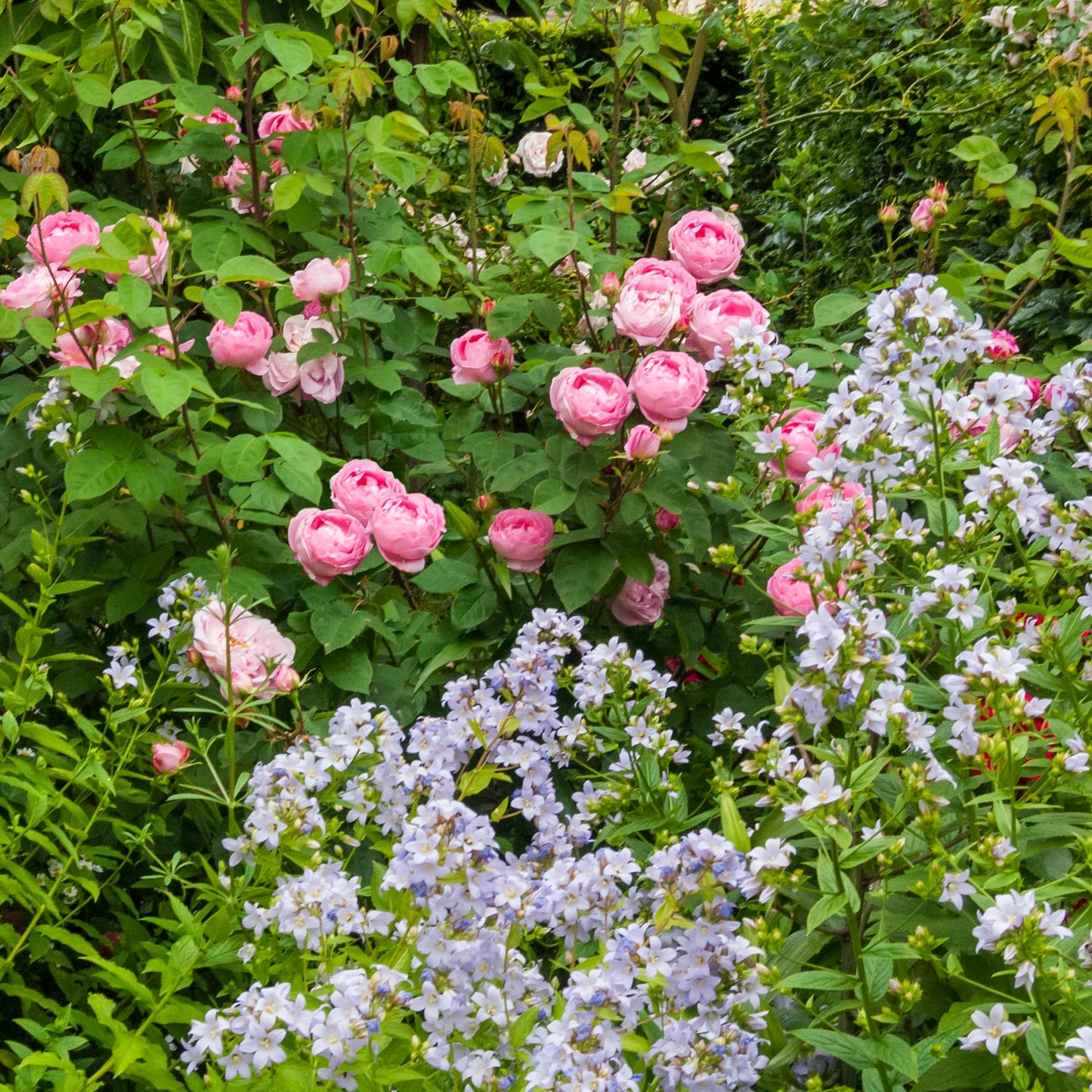 The New Garden: Where a Blank Canvas Comes to Life. Gardening course with Joe Whitehead.