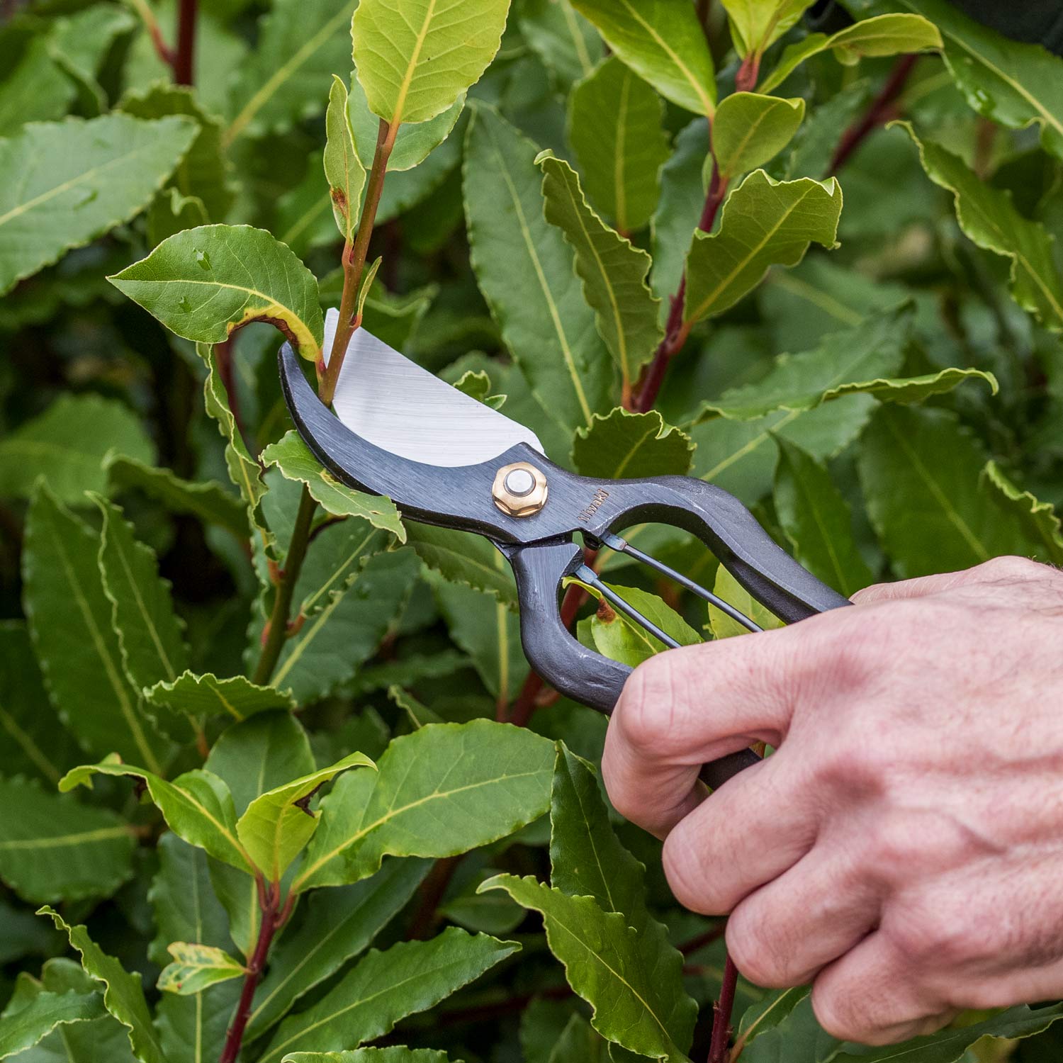 Niwaki Sentei Secateurs