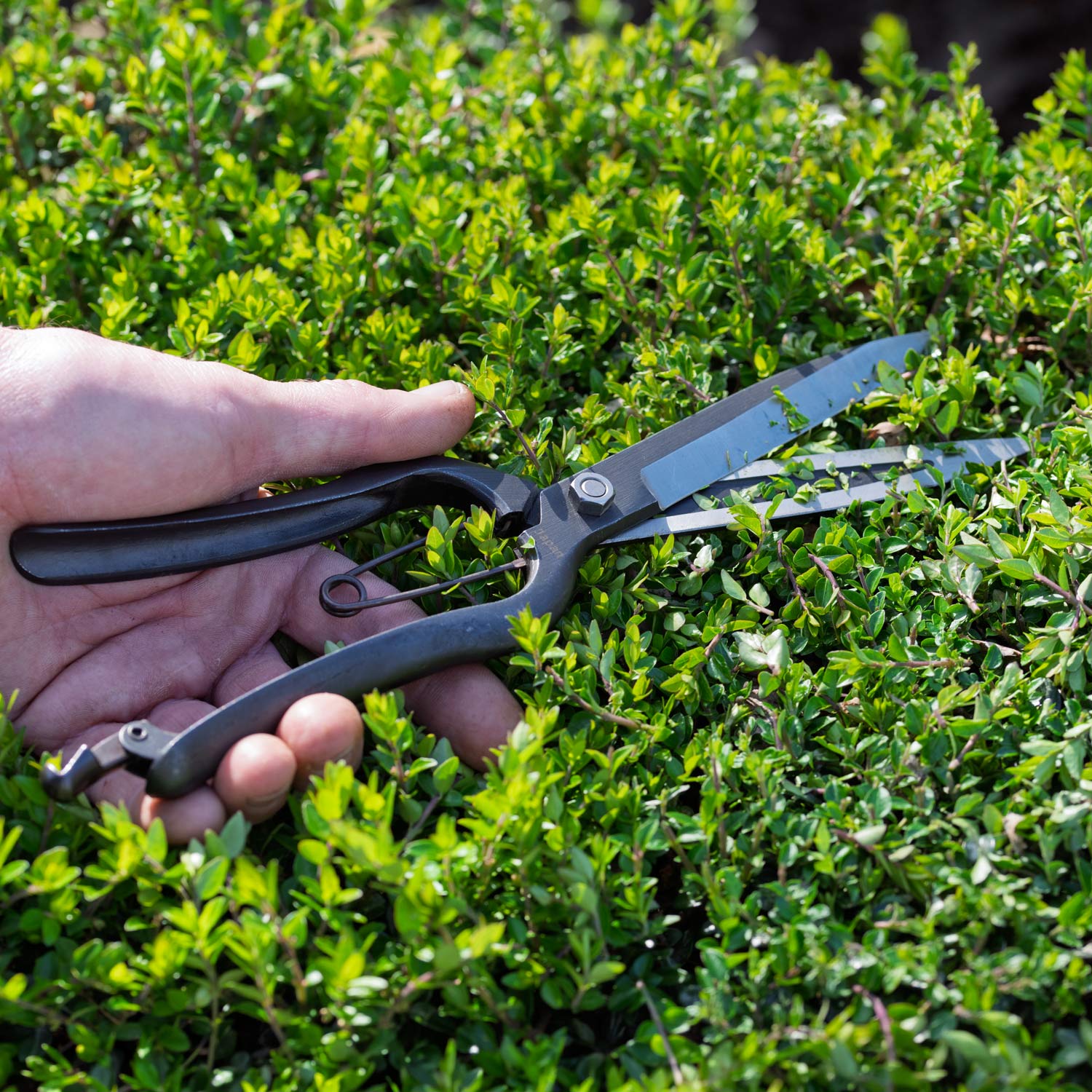 Niwaki Sentei Topiary Clippers