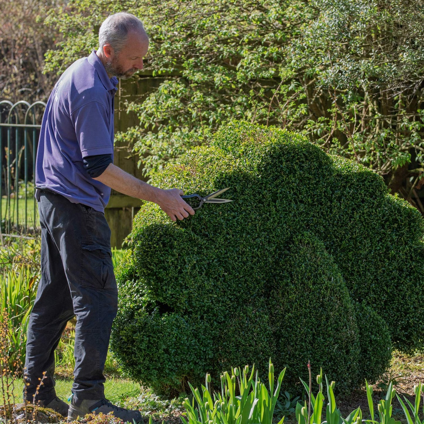 Jon Brocklebank trimming topiary at Barnsdale Gardens with Niwaki Sentei Topiary Clippers