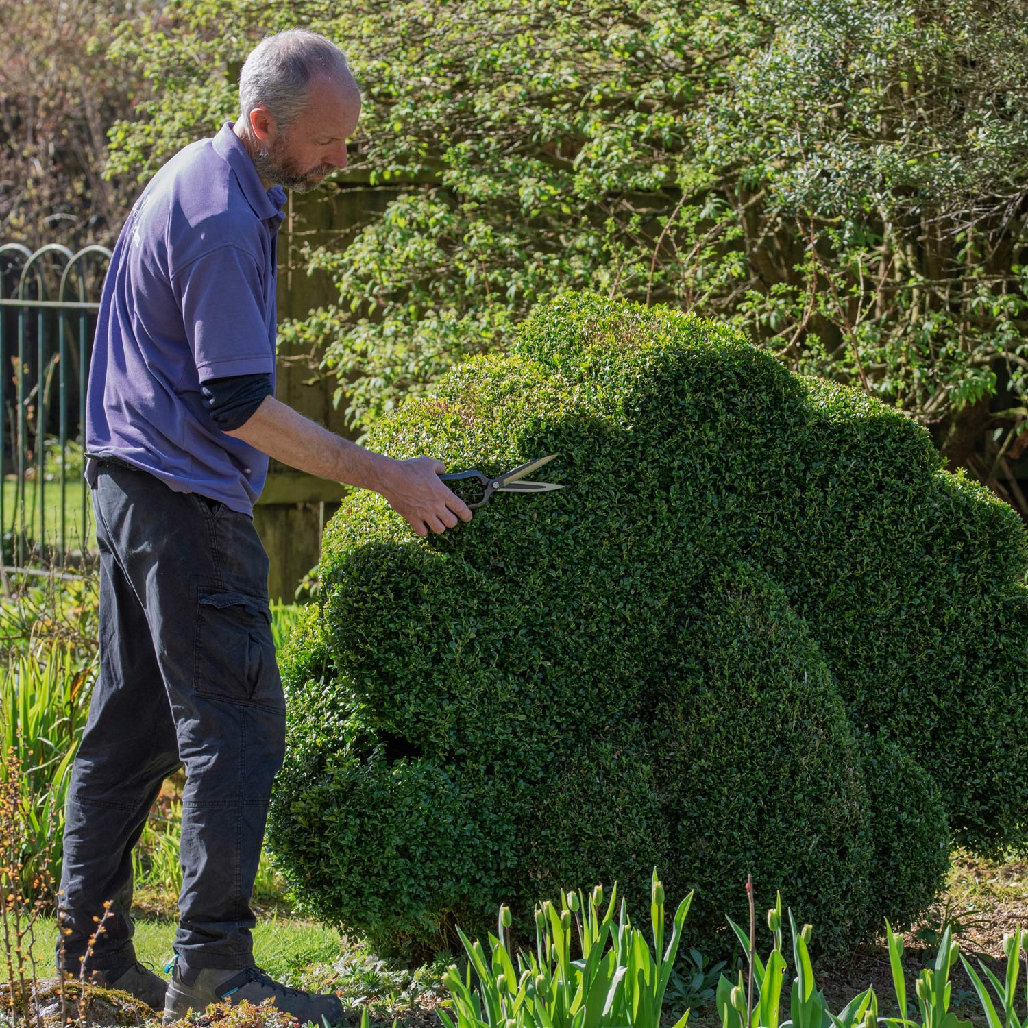 Jon Brocklebank trimming topiary at Barnsdale Gardens with Niwaki Sentei Topiary Clippers