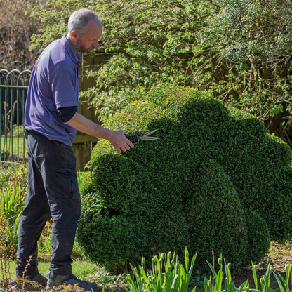 Jon Brocklebank trimming topiary at Barnsdale Gardens with Niwaki Sentei Topiary Clippers