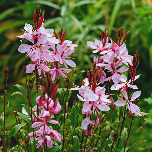 Oenothera lindheimeri Gaudi Rose (Gaura). Rose-pink ornamental flowers with green leaves in a natural garden setting.