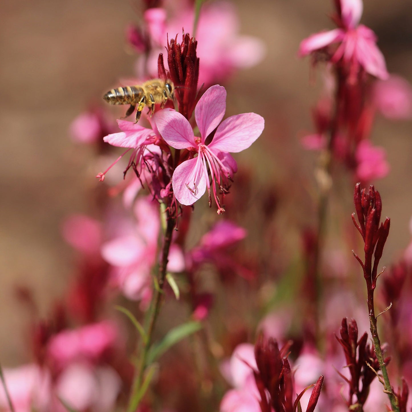 Oenothera lindheimeri Gaudi Rose (Gaura)