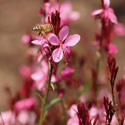 Oenothera lindheimeri Gaudi Rose (Gaura)