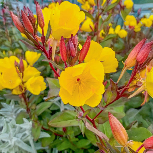 Oenothera 'Summer Sun' (Evening primrose)