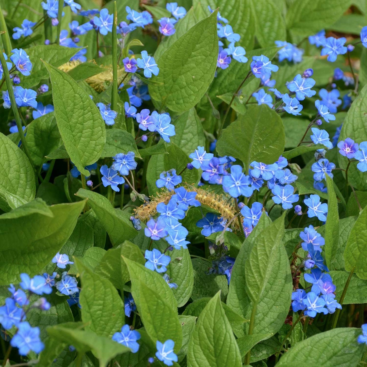 Omphalodes verna