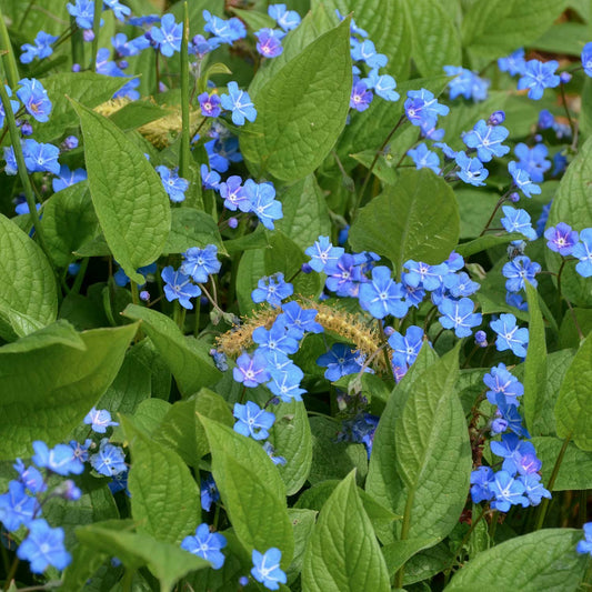 Omphalodes verna