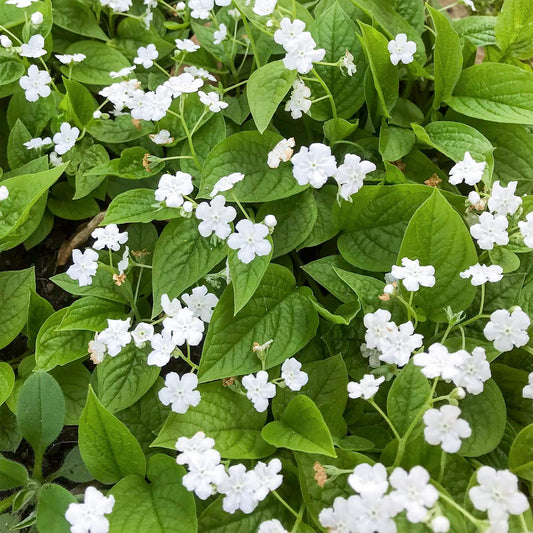 Omphalodes verna 'Alba'