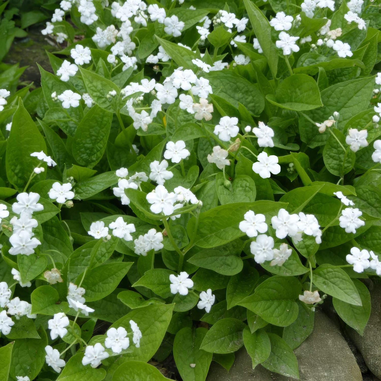 Omphalodes verna 'Alba'