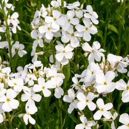 Omphalodes verna 'Alba'