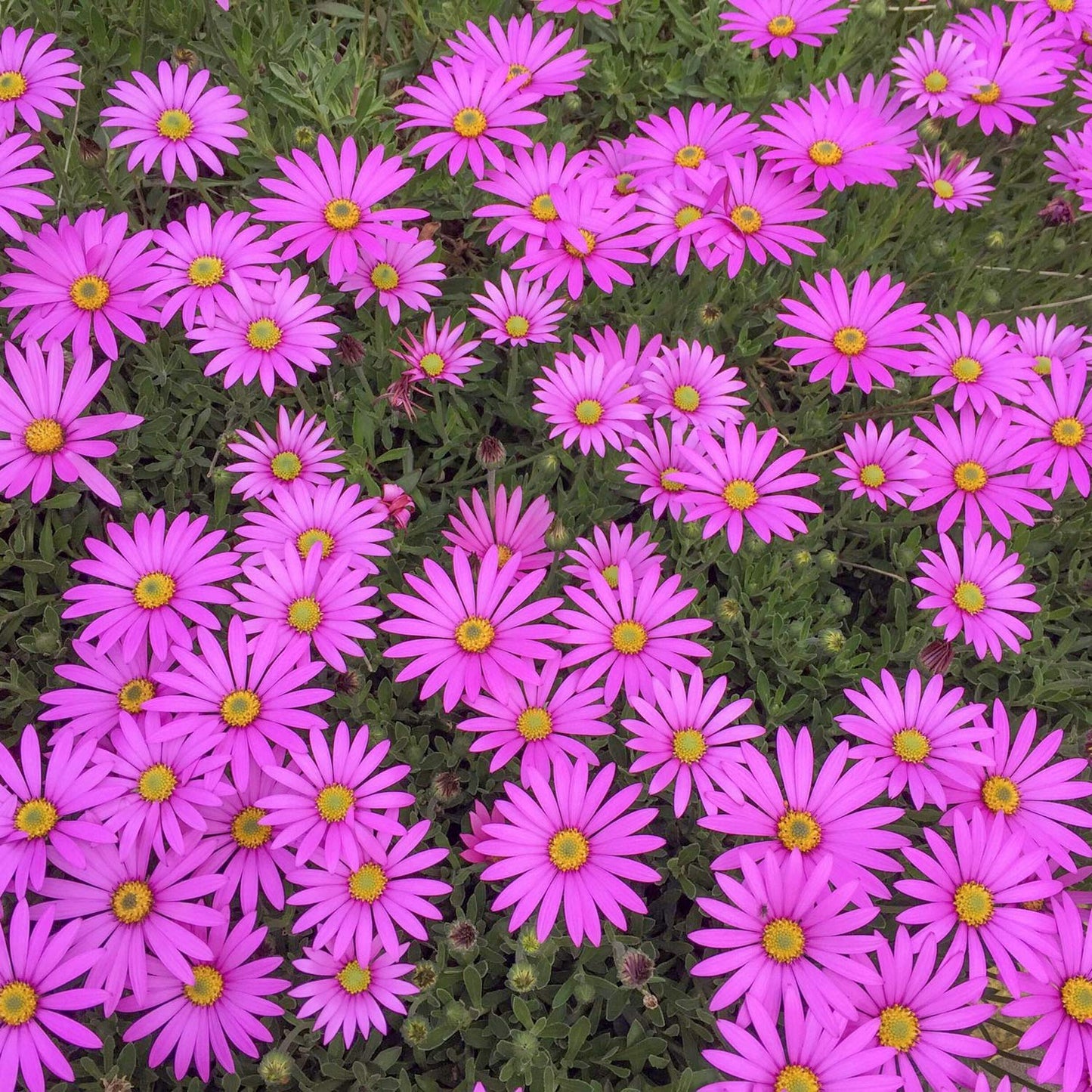 Osteospermum 'In The Pink'