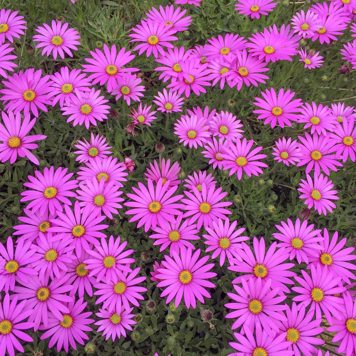 Osteospermum 'In The Pink'