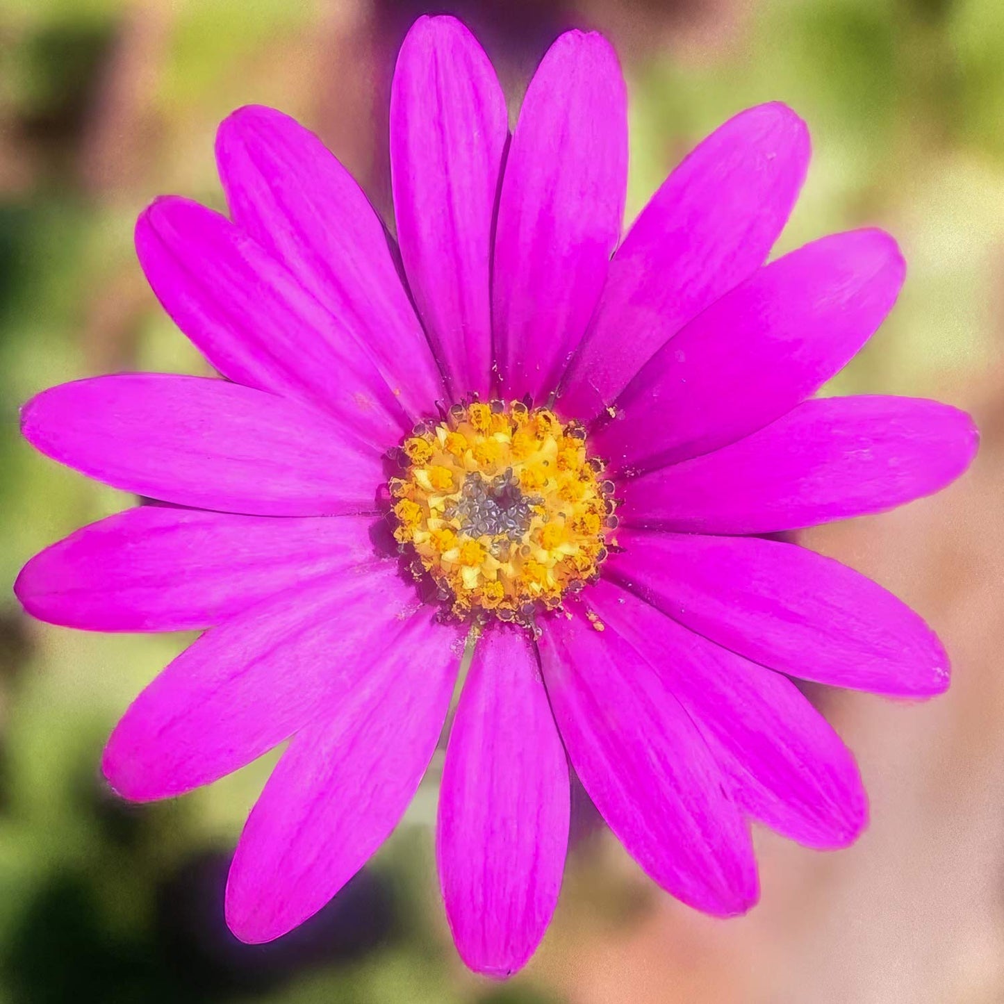 Osteospermum 'In The Pink'