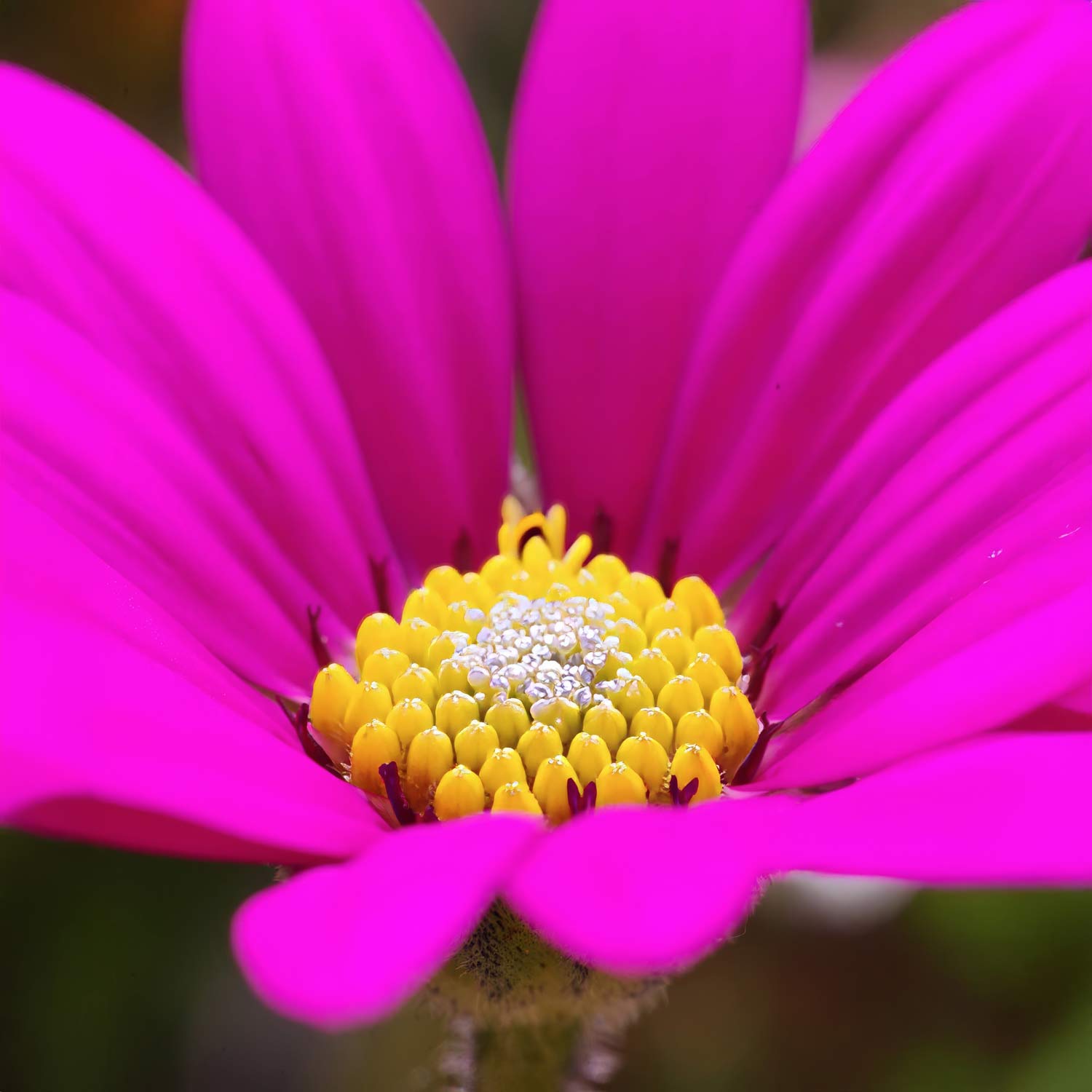 Osteospermum 'In The Pink'