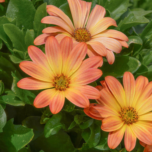 Osteospermum SummerSmile® 'Sunfire'. Three orange and yellow flowers with green leaves in the background