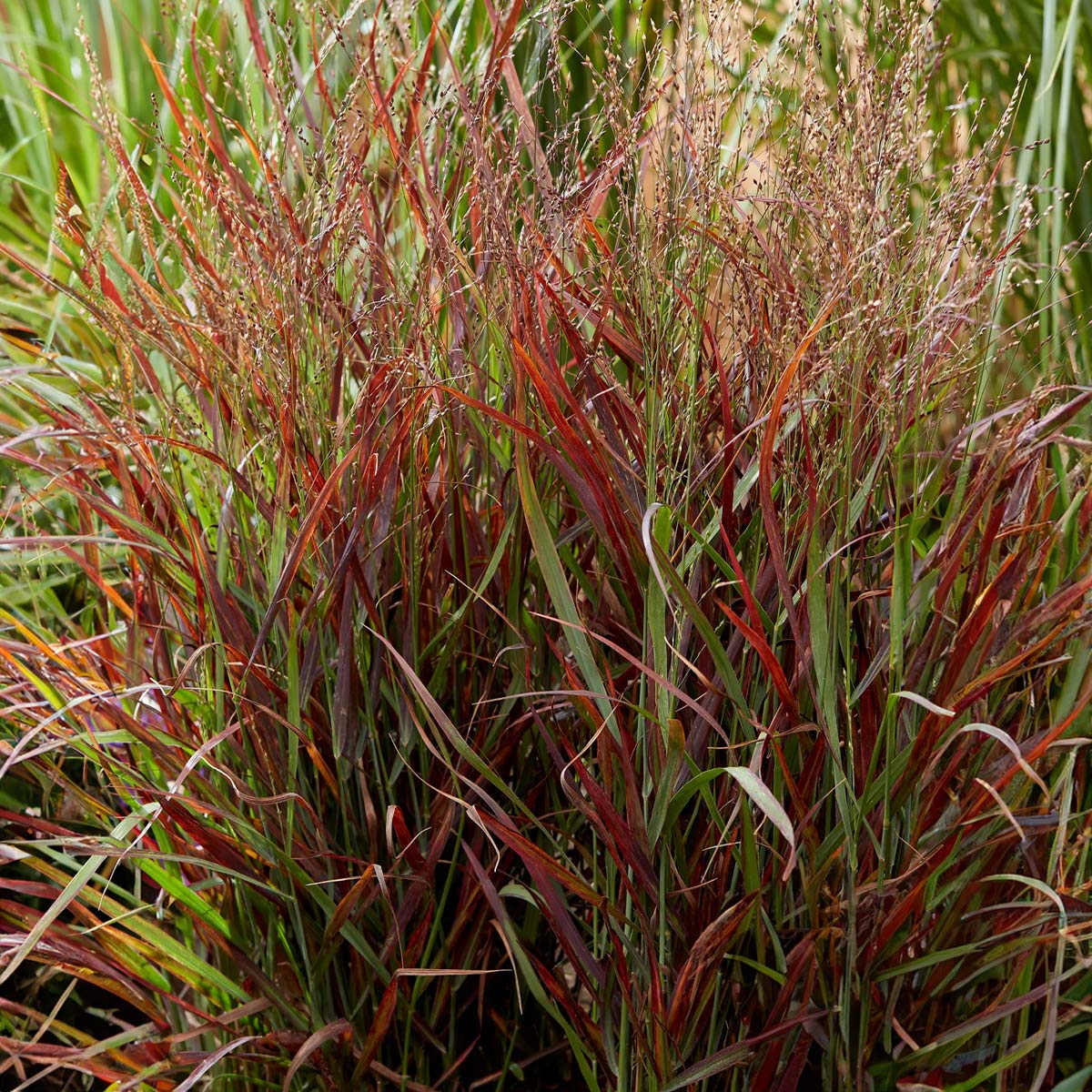 Panicum virgatum 'Hot Rod' – Barnsdale Gardens