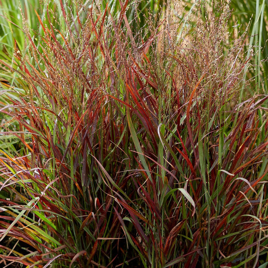 Panicum virgatum 'Hot Rod'