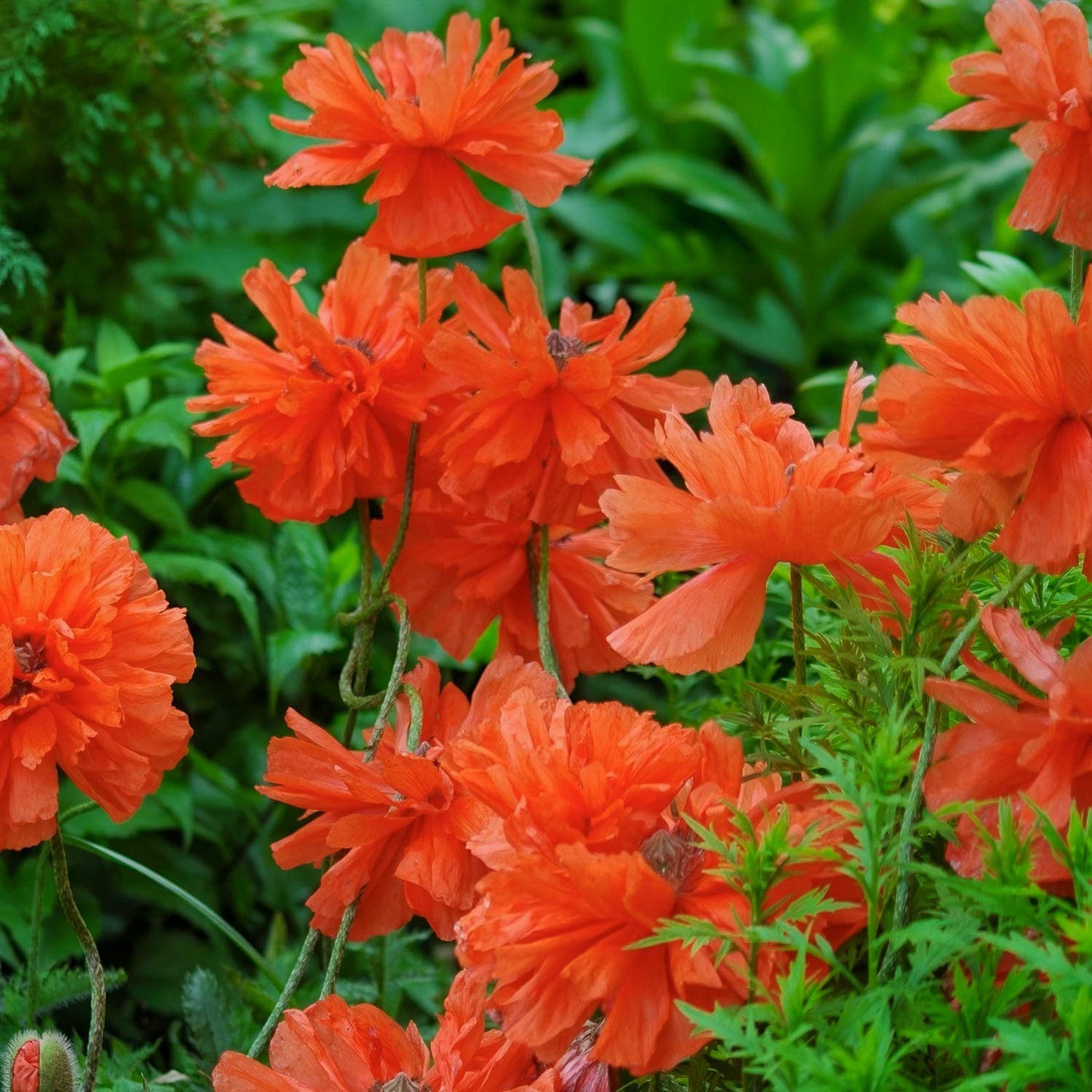 Papaver orientale 'May Queen'. orange-red poppy