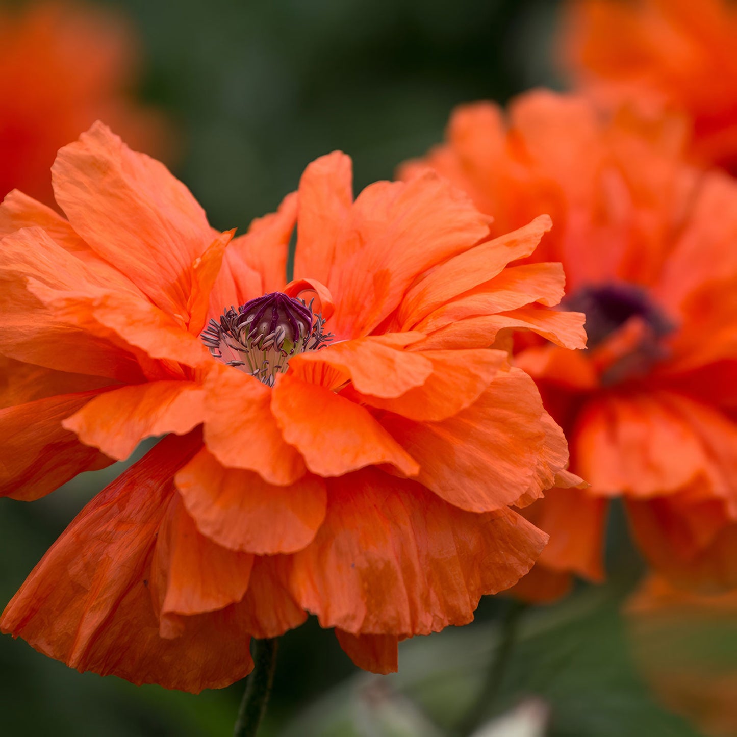 Papaver orientale 'May Queen'. orange-red poppy