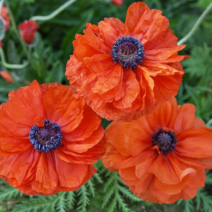 Papaver orientale 'May Queen'. orange-red poppy