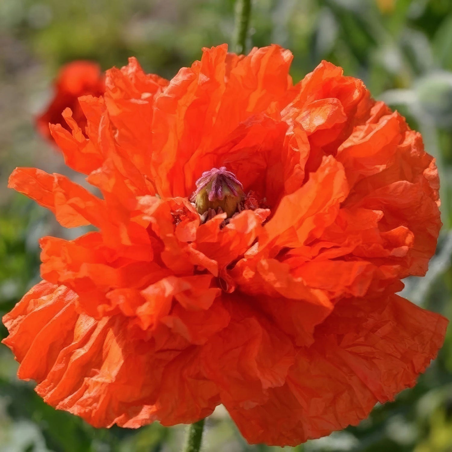 Papaver orientale 'May Queen'. orange-red poppy