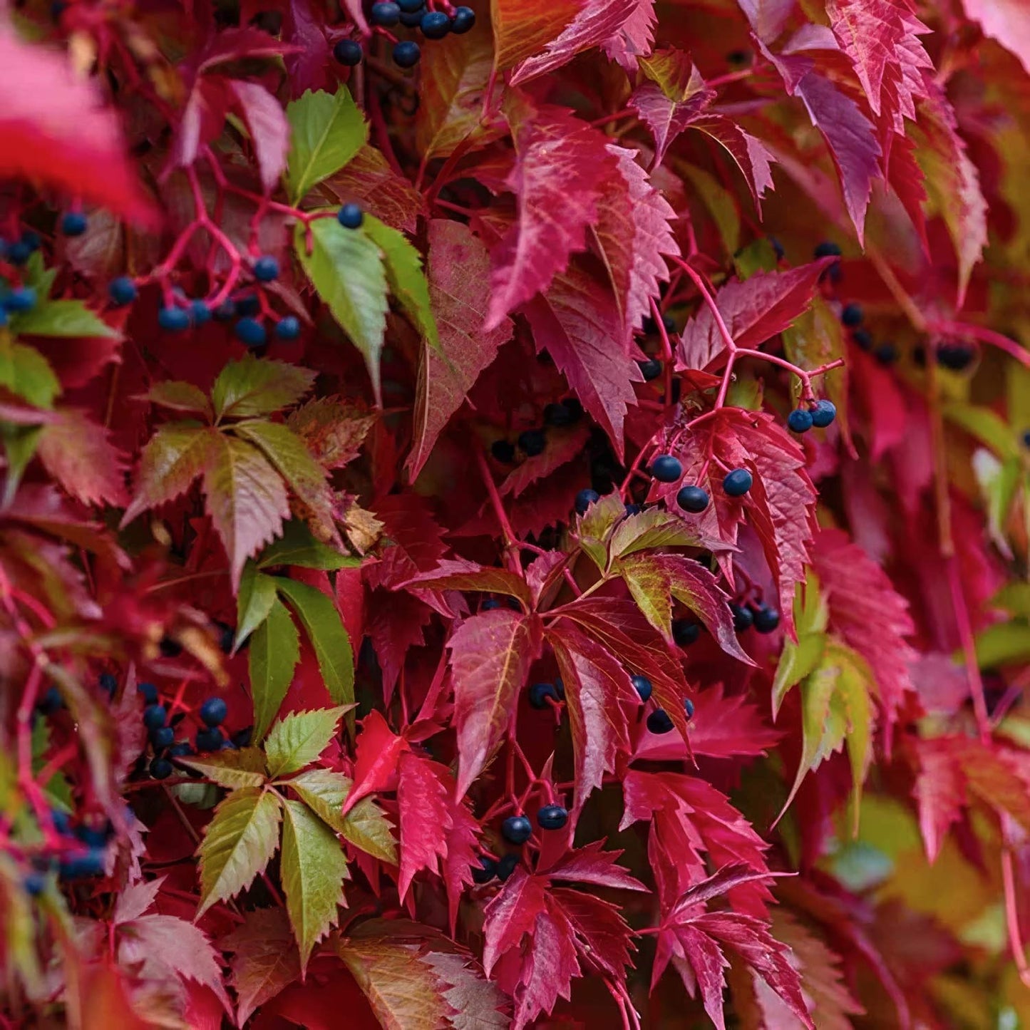 Parthenocissus henryana (Chinese Virginia Creeper)