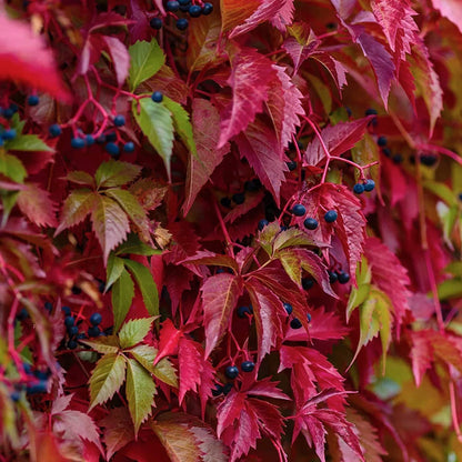 Parthenocissus henryana (Chinese Virginia Creeper)