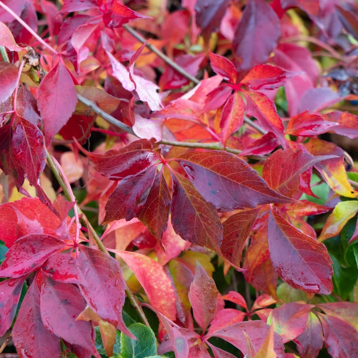 Parthenocissus henryana (Chinese Virginia Creeper)