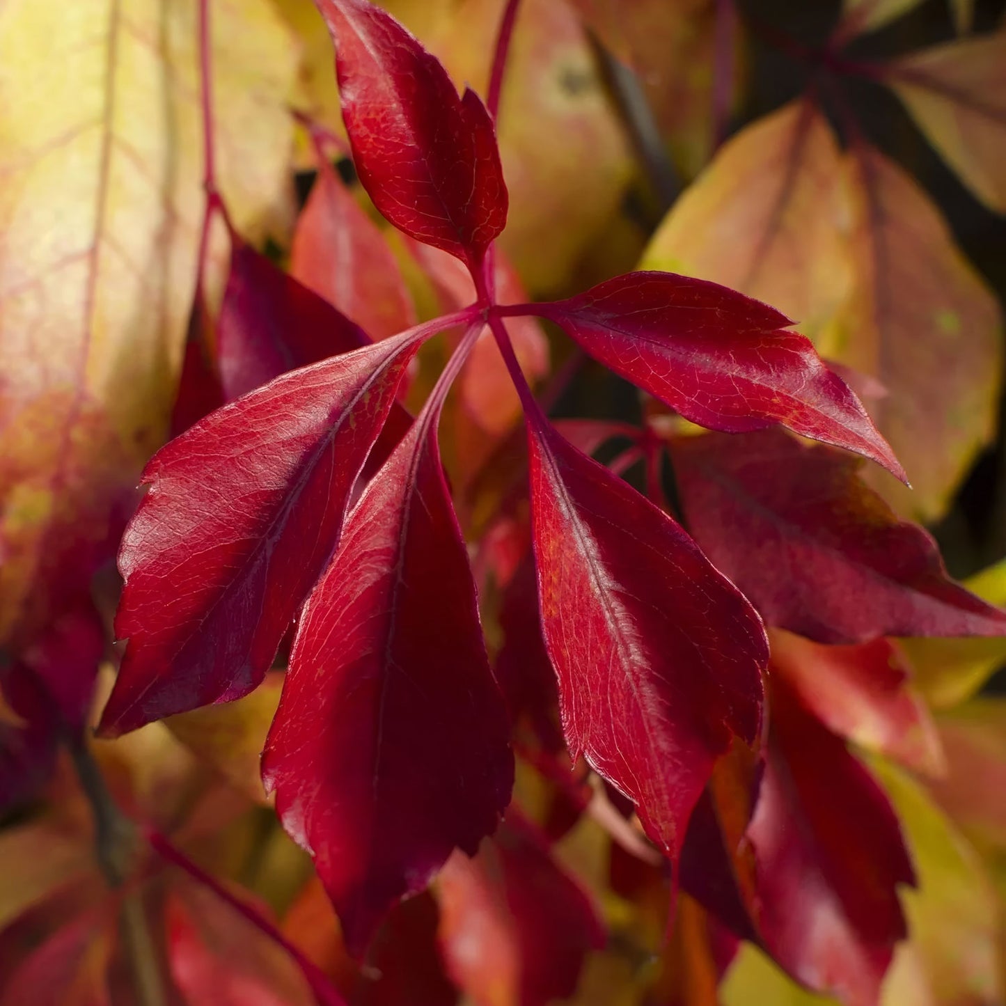 Parthenocissus henryana (Chinese Virginia Creeper)