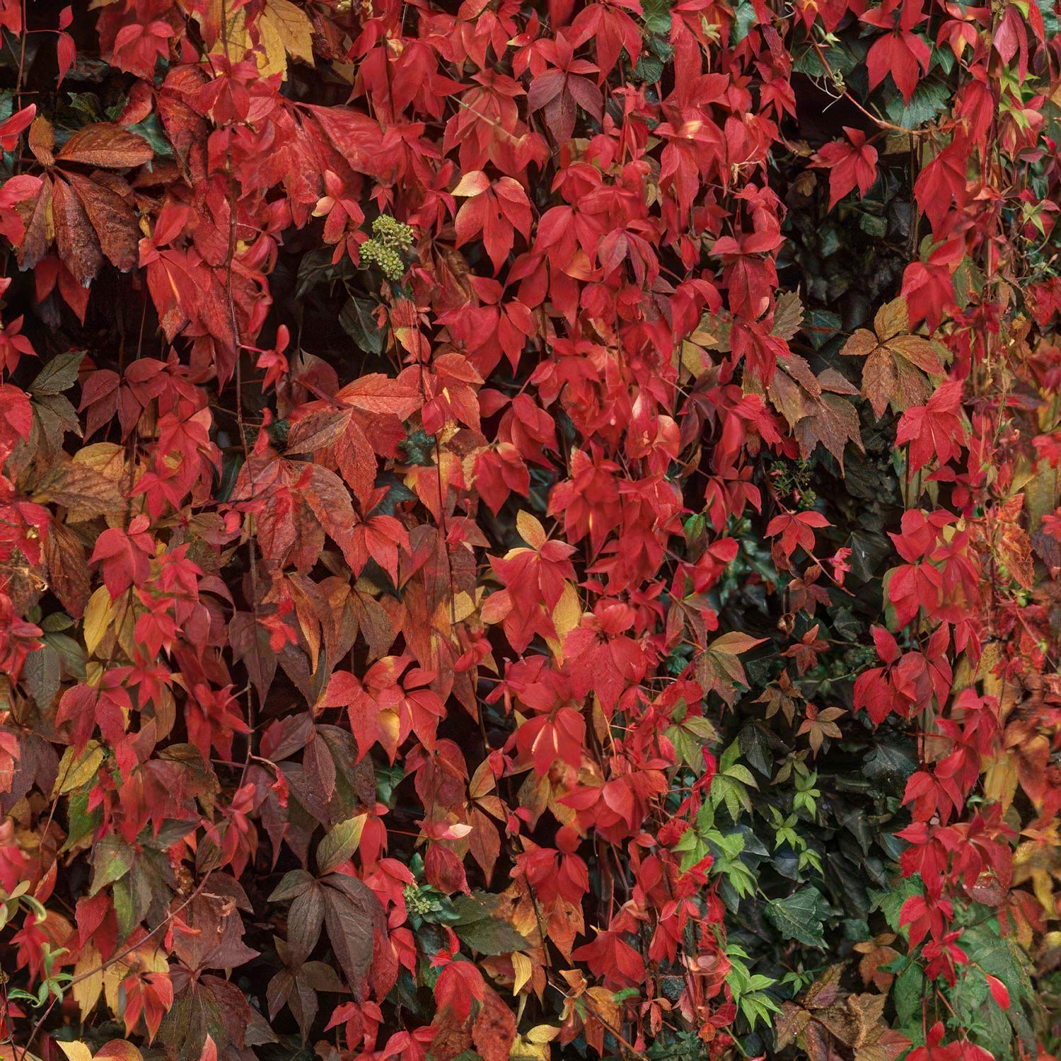 Parthenocissus henryana (Chinese Virginia Creeper)