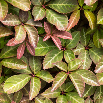 Parthenocissus henryana (Chinese Virginia Creeper)