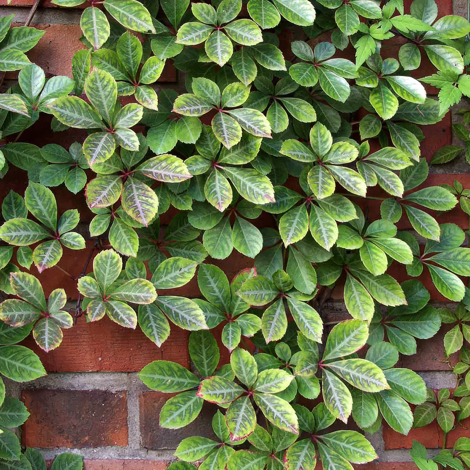 Parthenocissus henryana (Chinese Virginia Creeper)