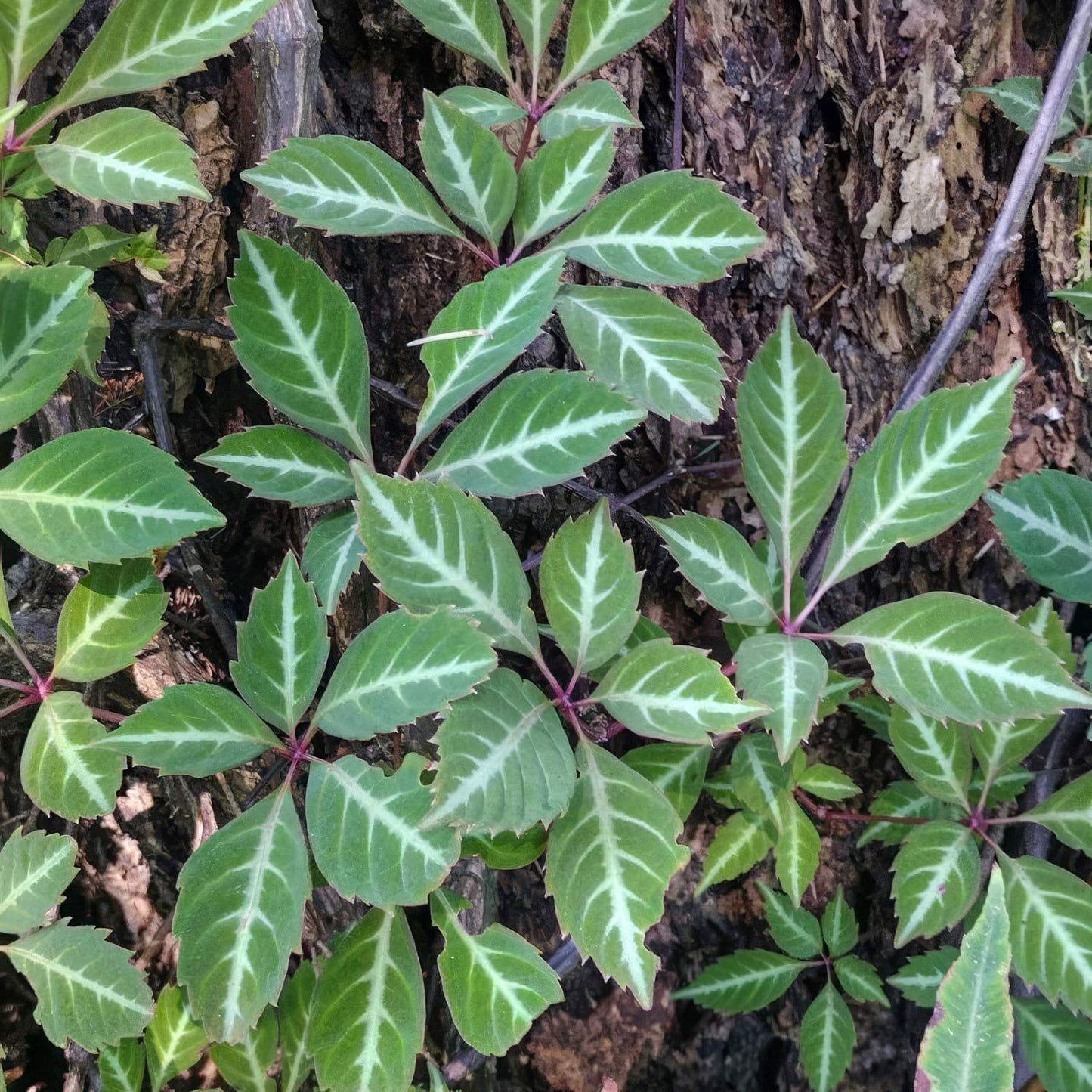 Parthenocissus henryana (Chinese Virginia Creeper)