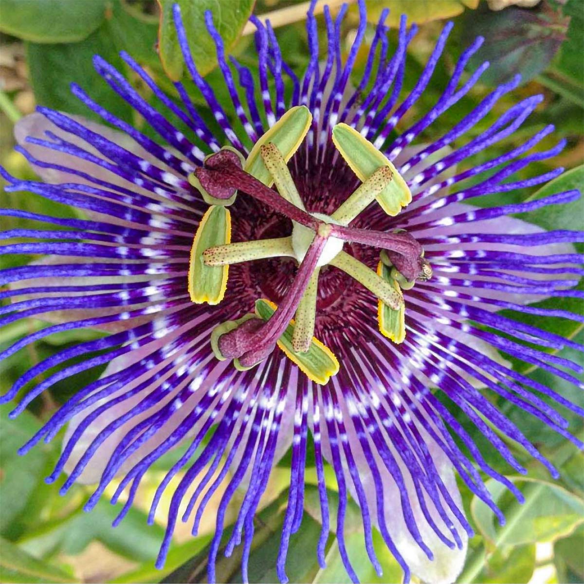 Passiflora 'Purple Haze' (Passion Flower)