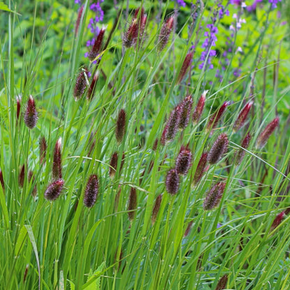 Pennisetum thunbergii 'Red Buttons'