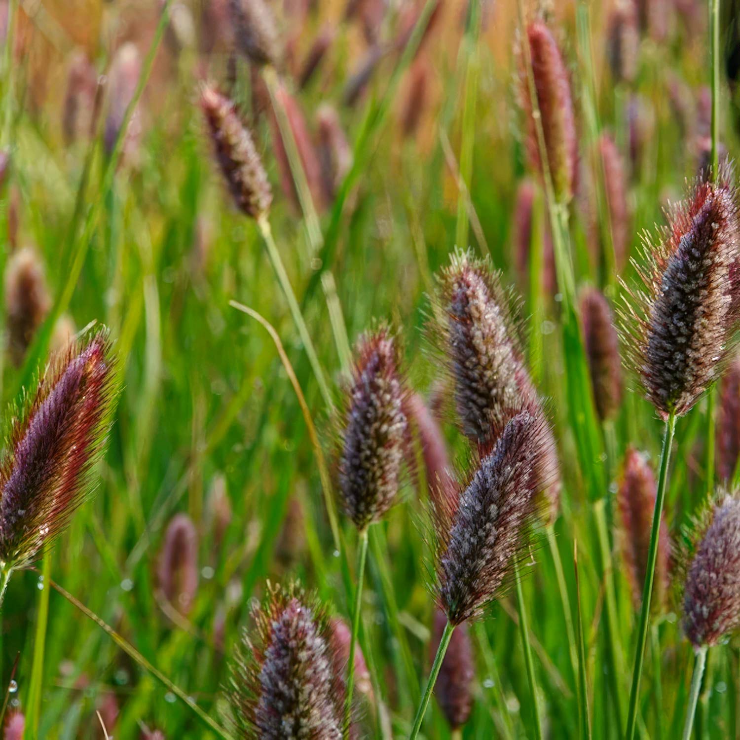 Pennisetum thunbergii 'Red Buttons'