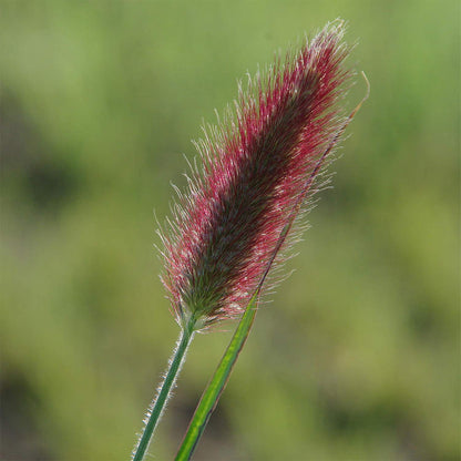 Pennisetum thunbergii 'Red Buttons'