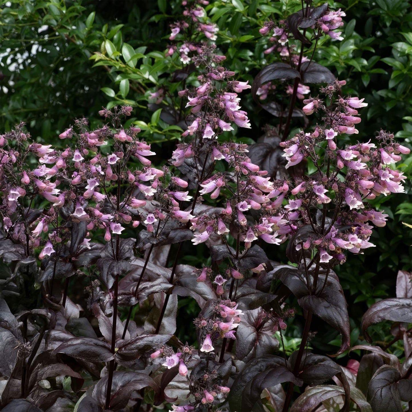 Penstemon digitalis 'Dakota Burgundy'